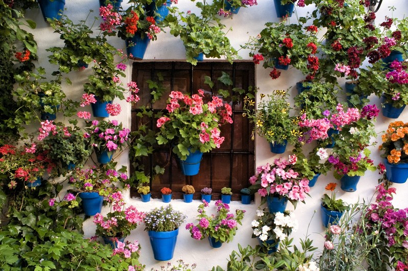 colorful, flowers, plants