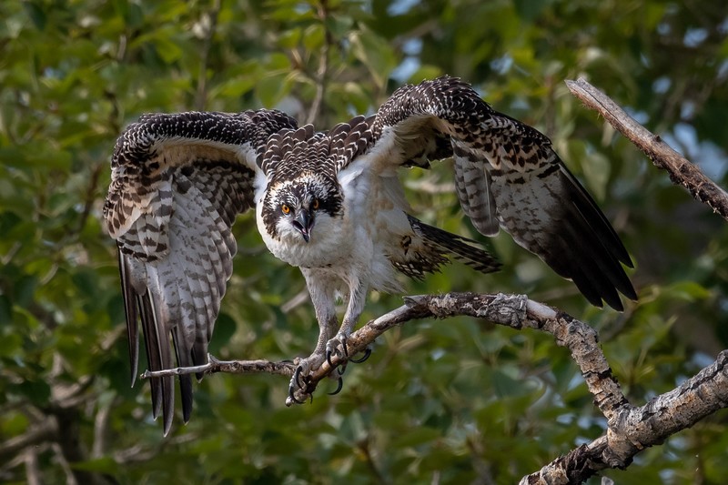 birds, animals, nature, hawk (animal)