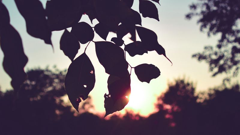 branch, leaves, sunset, outlines, dark, 4k