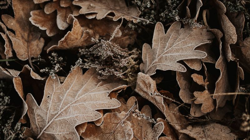 leaves, oak, autumn, frost, fallen, 4k
