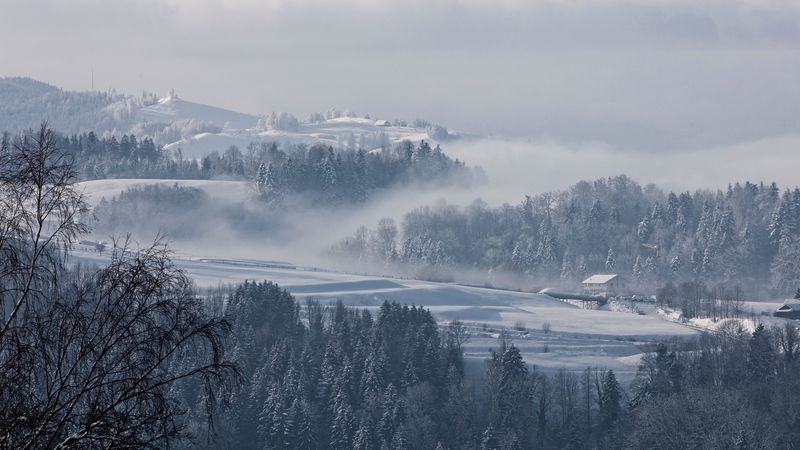 fog, winter, trees, fir, snow, switzerland, 4k