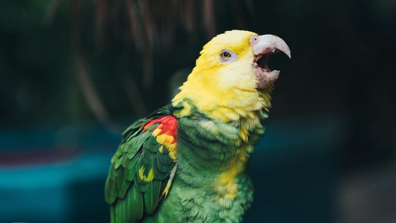 yellow-headed amazon, parrot, bird, beak, color, 4k