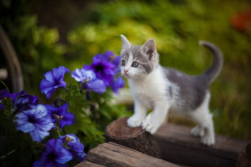 flowers, plants, cats, animals, kittens