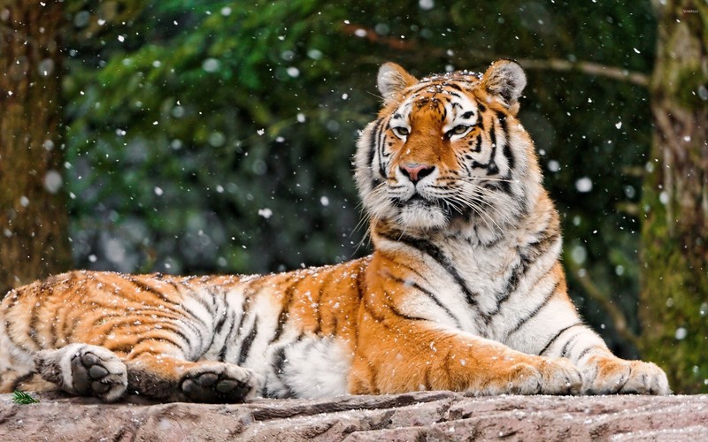 nature, snow, tiger, big cats, animals