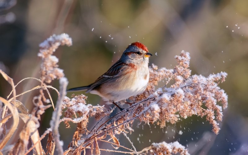 birds, plants, nature, animals