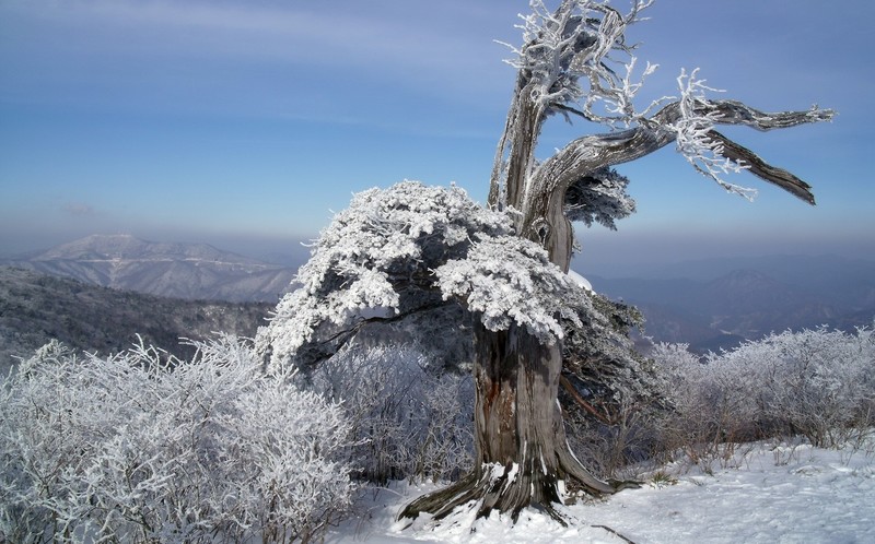nature, trees, snow, winter, landscape, dead trees