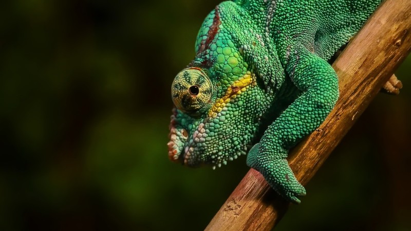 animals, chameleons, colorful, macro, green