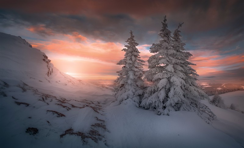 nature, winter, snow, sunlight, sky, trees