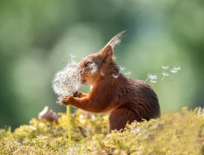 flowers, plants, squirrel, animals, mammals