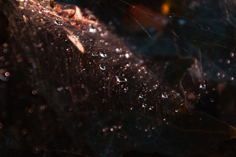 fall, water drops, dark, brown, leaves