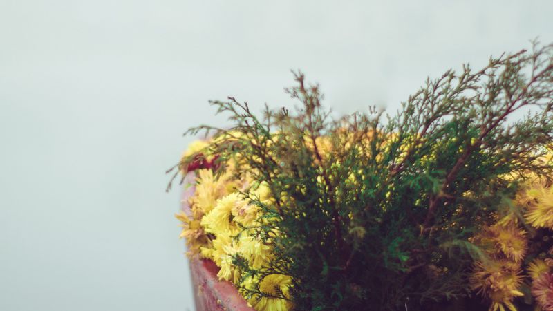 boat, flowers, fog, tenderness, minimalism, 4k