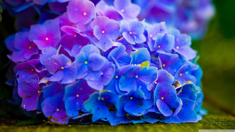 nature, flowers, plants