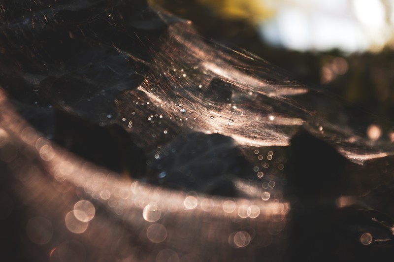 fall, water drops, dark, brown, leaves