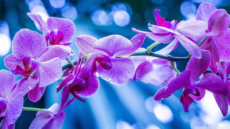 nature, flowers, purple flower, bokeh, blue