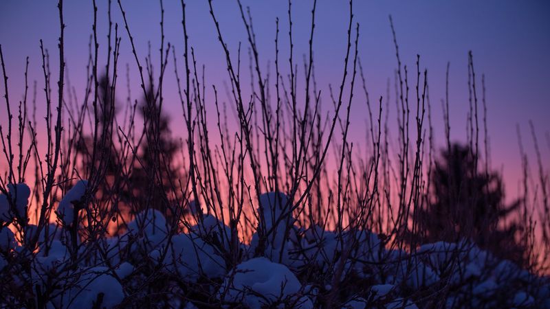 branches, snow, sunset, sky, blur, 4k