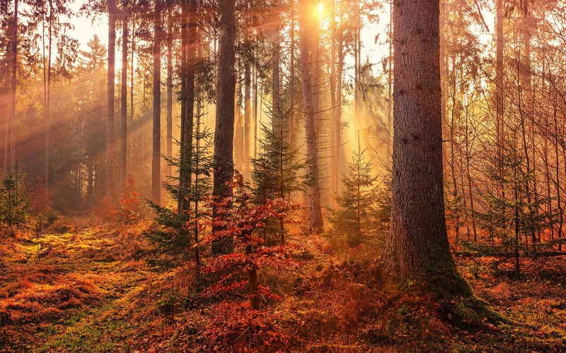landscape, sunset, forest, trees, leaves, nature, plants, overgrown, deep forest