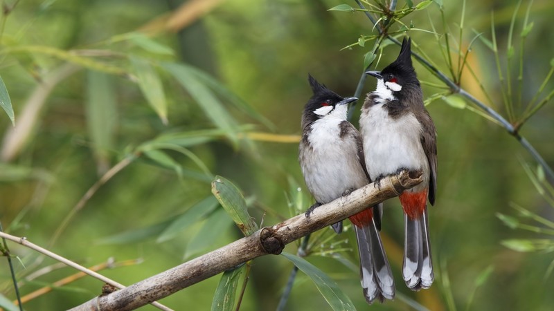 plants, leaves, animals, birds