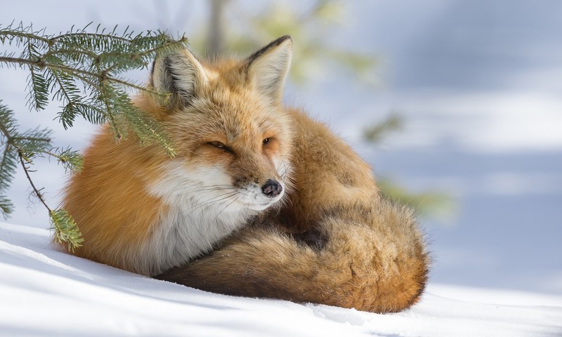 fox, animals, mammals, snow, winter