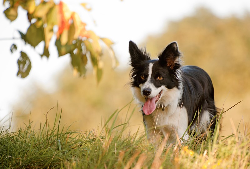 plants, outdoors, dog, tongue out, animals, mammals
