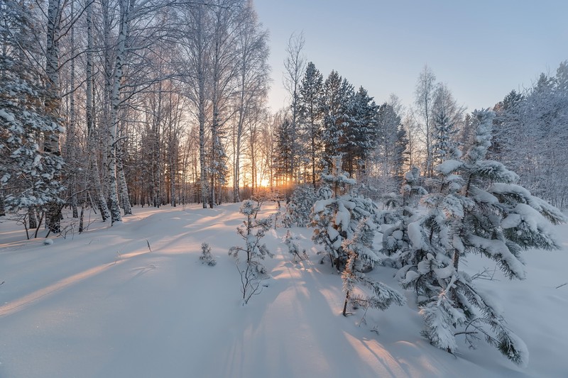 winter, snow, landscape, trees, nature