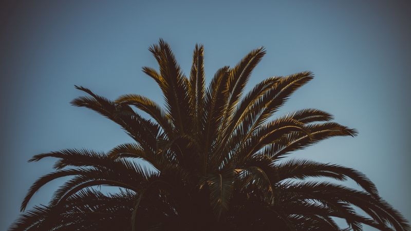 palm tree, branches, leaves, tree, sky, 4k
