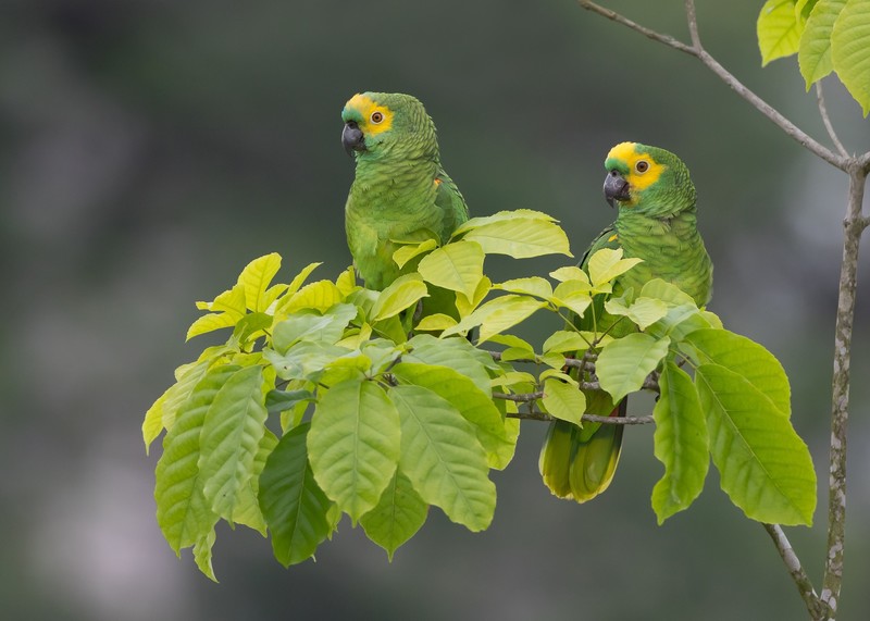 leaves, plants, animals, parrot, birds