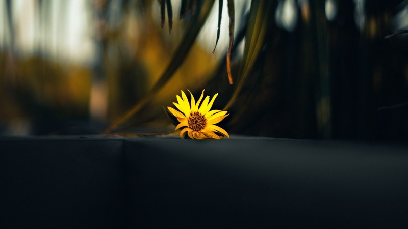 nature, flowers, yellow flower