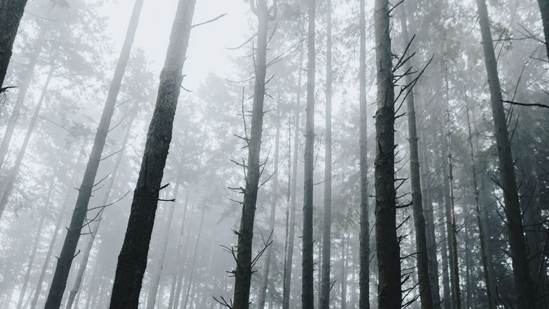 forest, fog, trees, grass, vegetation, 4k
