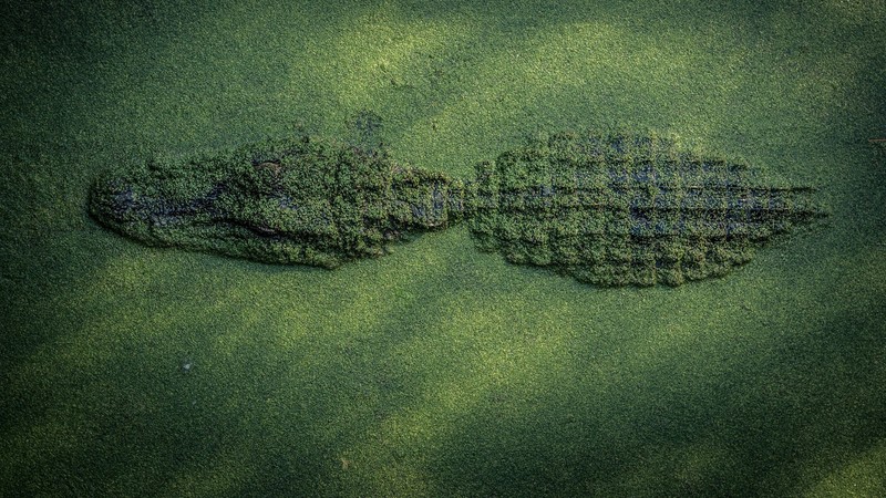 nature, animals, crocodile, water, top view, reptile, green, camouflage