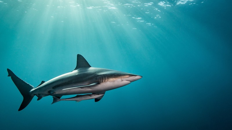 nature, animals, shark, underwater, sea, sun rays, fish, baby animals, clear water
