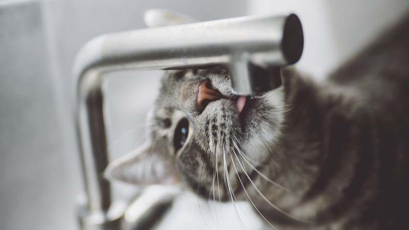 animals, tap, cats, drinking, depth of field