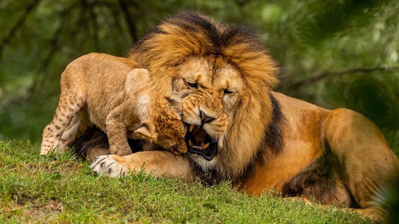 nature, animals, lion, baby animals, grass, biting, depth of field, wild cat, fangs, big cats