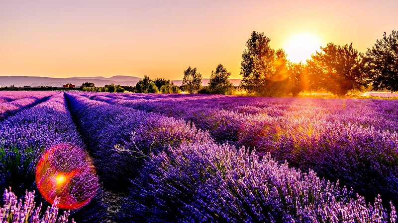 sunset, lavender, Agro (Plants), plants