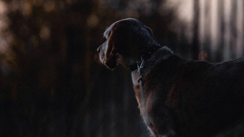 dog, sunset, dark, 4k