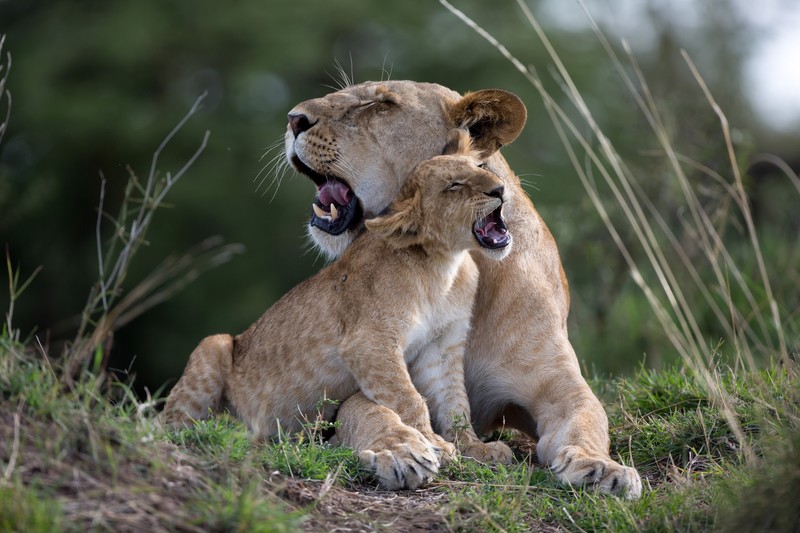 baby animals, lion, big cats, animals, mammals