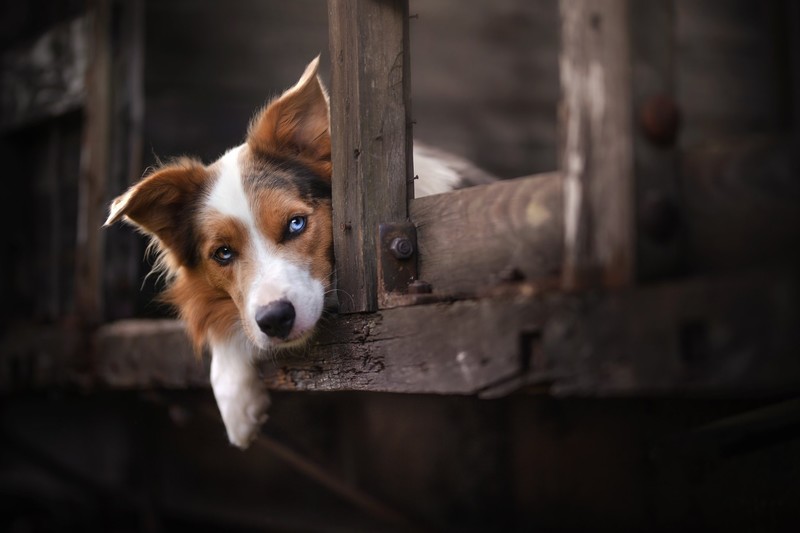 dog, animals, mammals