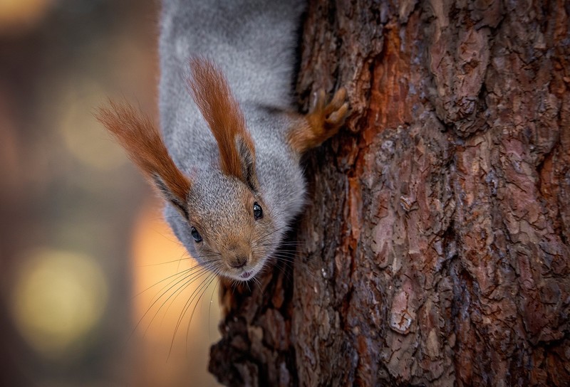 wood, animals, mammals, squirrel, sciuridae