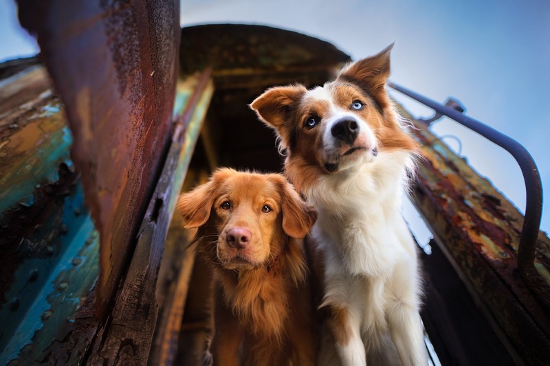 dog, animals, mammals