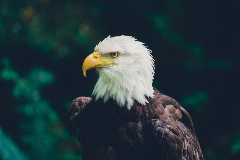eagle, animals, birds, wildlife, feathers, beak, bald eagle