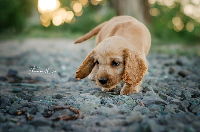 outdoors, dog, animals, mammals