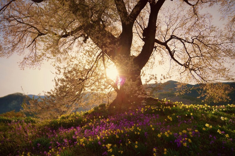 spring, nature, plants, flowers, sunlight, trees