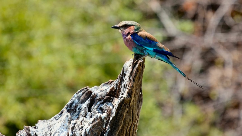 nature, birds, animals, kingfisher