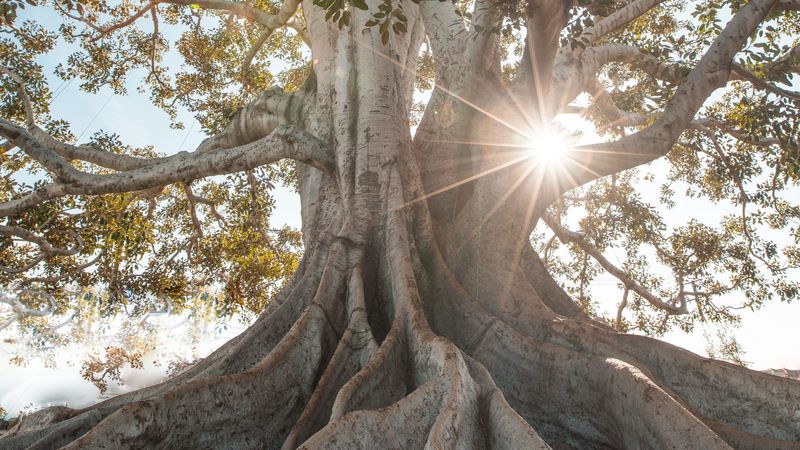 tree, sunlight, roots, giant, 4k