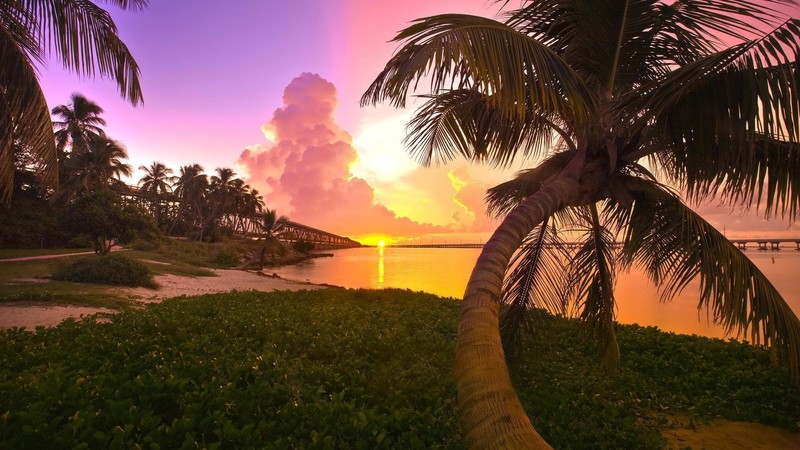 nature, sunset, beach, palm trees