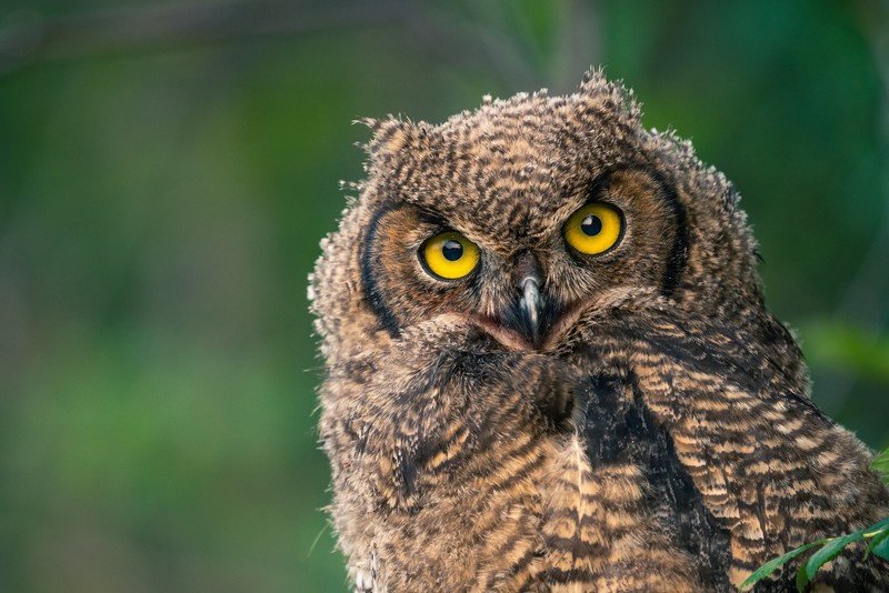 animals, birds, owl, yellow eyes