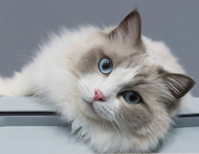 cats, animals, mammals, blue eyes