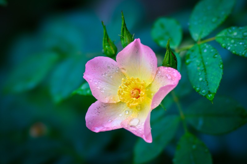 pink flowers, flowers, plants