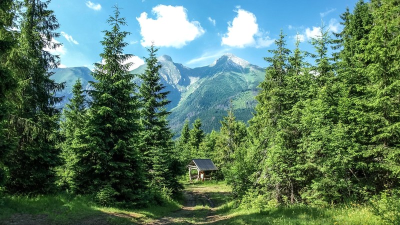 mountains, forest, summer