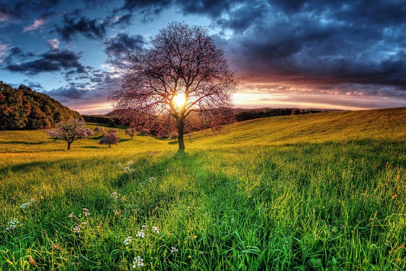 sky, landscape, nature, colorful, plants, Sun