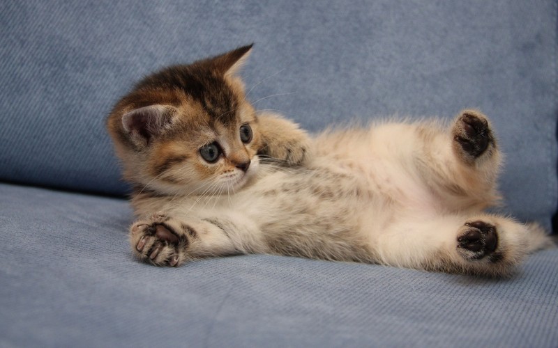 kittens, feline, cats, animals, mammals